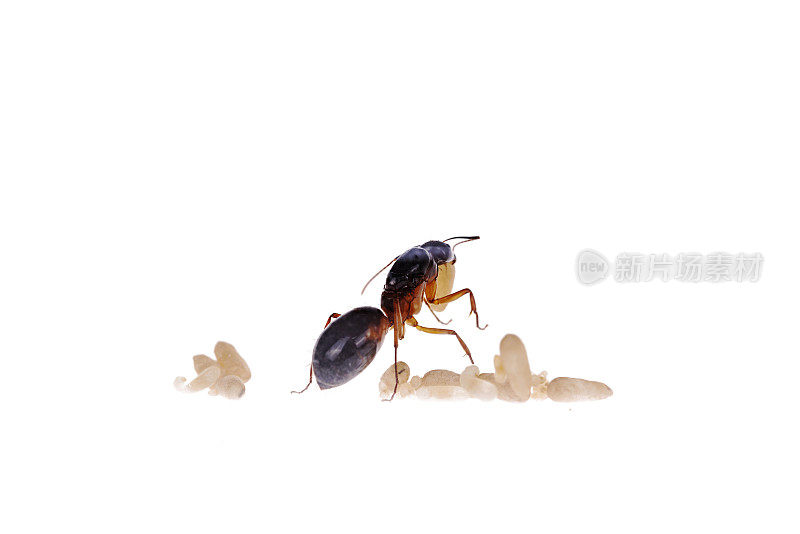 Camponotus sanctus 蚁后与蛹